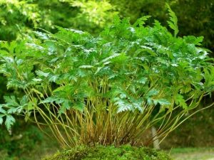 毛茛科黄连等草药介绍：功效与鉴别全解析插图1