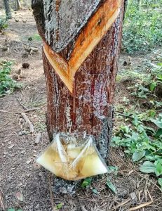 松香中药的属性、功效与作用及方剂搭配揭秘？