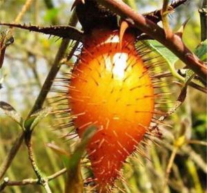 金樱子：独特中药的属性、功效与作用及方剂推荐插图1