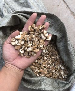 百合科浙贝母草药介绍​插图2