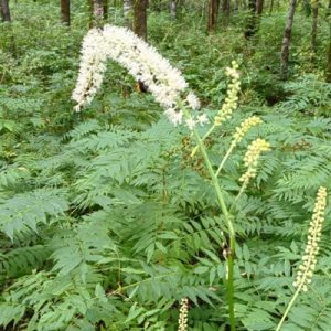 毛茛科大三叶升麻等草药介绍：功效与用法全解析插图1