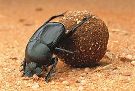 蜣螂中药的属性特征、药用功效与作用及对症方剂举例插图