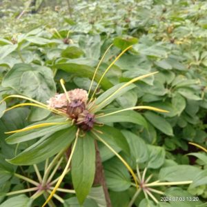 百合科云南重楼等草药介绍​插图2