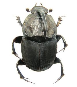 蜣螂中药的属性特征、药用功效与作用及对症方剂举例插图1