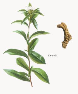 菊科茅苍术等草药介绍​插图3