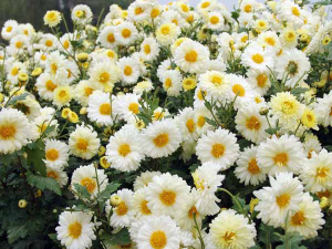 滁菊花：滁州菊花别样韵，养生功效及方剂，裕亨中药为您道来？