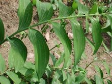 百合科滇黄精等草药介绍​插图3