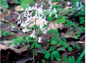 罂粟科延胡索草药介绍：功效与使用方法全解析插图2