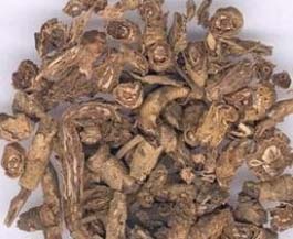 玄参科胡黄连草药介绍​插图1