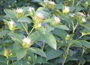 菊科茅苍术等草药介绍​插图1