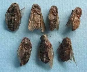 虻虫中药属性详解：药用功效、临床作用及经典方剂参考