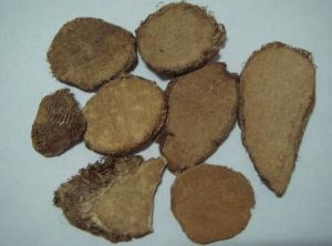 黑三棱科黑三棱草药介绍​插图2