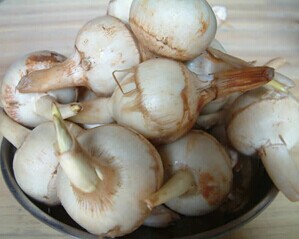 百合科浙贝母草药介绍​插图3