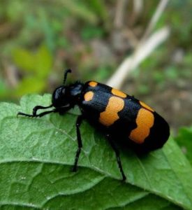 斑蝥中药属性说明：毒性特征、功效作用及安全方剂推荐插图