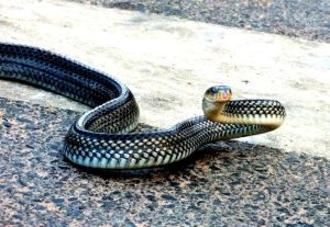 乌梢蛇中药百科：属性特征、功效作用及主治病症详解