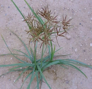 莎草科莎草草药介绍​