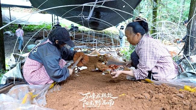 贵州王华磊教授率队测产天麻示范基地,聚焦产业问题,力促百亿级天麻产业发展插图 贵州王华磊教授率队测产天麻示范基地,聚焦产业问题,力促百亿级天麻产业发展插图