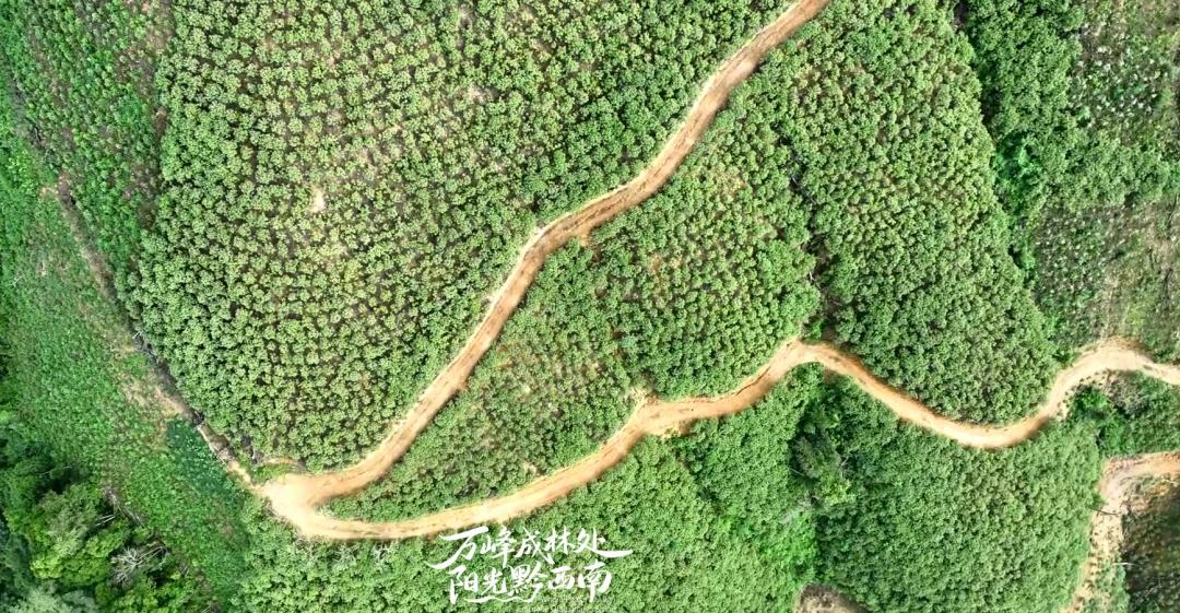 贵州王华磊教授率队测产天麻示范基地,聚焦产业问题,力促百亿级天麻产业发展插图1 贵州王华磊教授率队测产天麻示范基地,聚焦产业问题,力促百亿级天麻产业发展插图1
