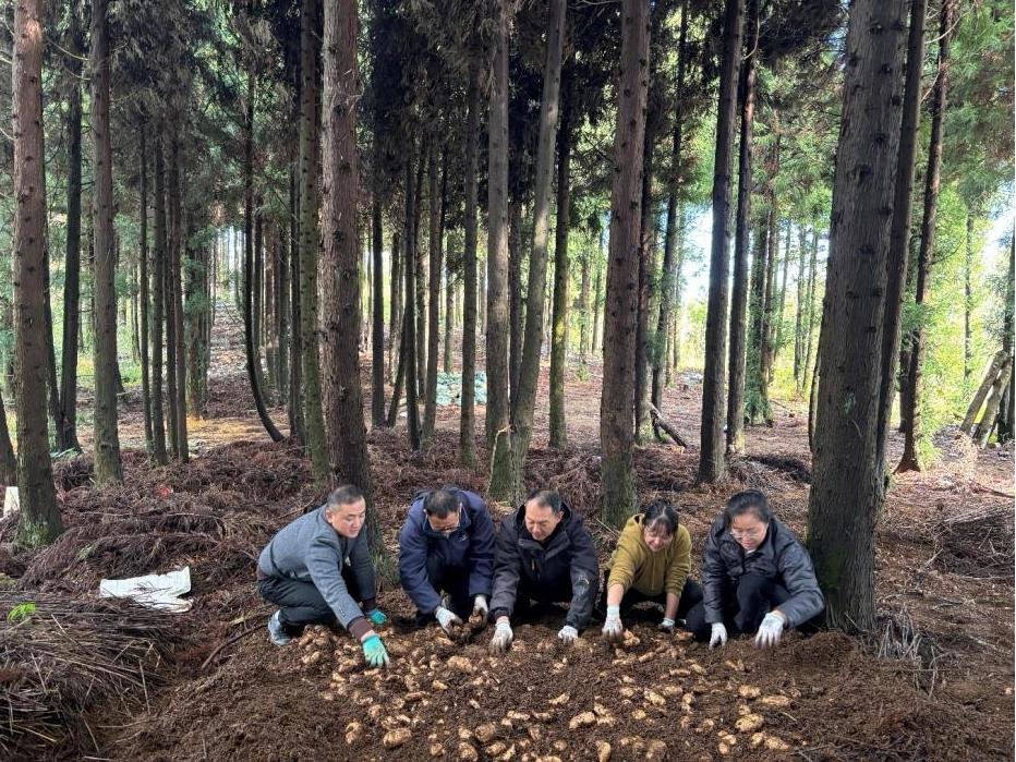 贵州王华磊教授率队测产天麻示范基地，聚焦产业问题，力促百亿级天麻产业发展插图1