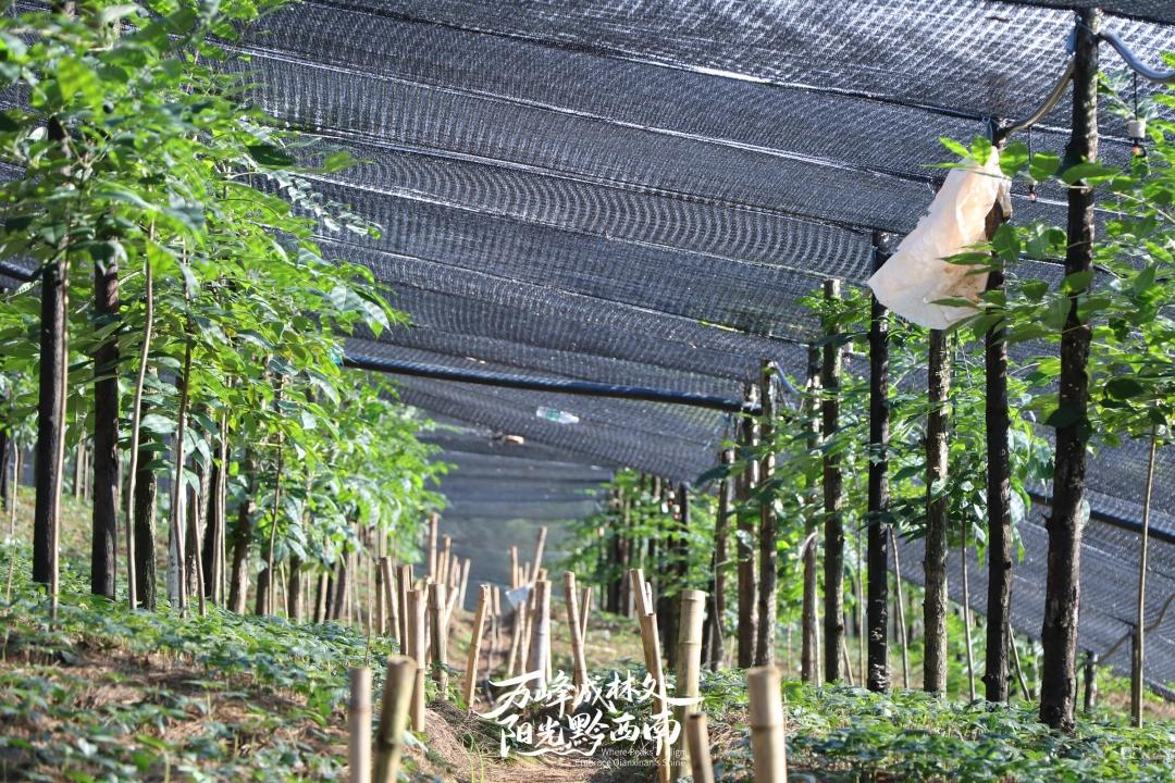 贵州王华磊教授率队测产天麻示范基地,聚焦产业问题,力促百亿级天麻产业发展插图2 贵州王华磊教授率队测产天麻示范基地,聚焦产业问题,力促百亿级天麻产业发展插图2