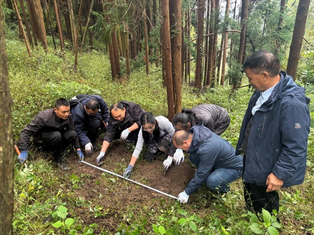 贵州王华磊教授率队测产天麻示范基地，聚焦产业问题，力促百亿级天麻产业发展插图