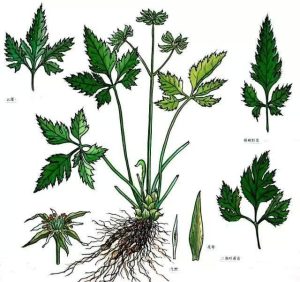 酒黄连：传统炮制下的属性蜕变，特色方剂大赏？插图1