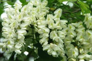 豆科越南槐草药介绍：功效与使用方法全解析