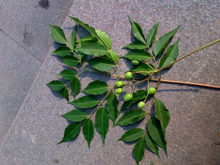 苦楝木属性与功效：功能主治、药材性状及常用方剂讲解？