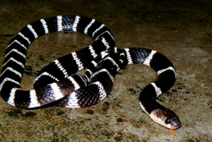 银环蛇中药百科：毒性属性、药用功效与主治病症解析插图2