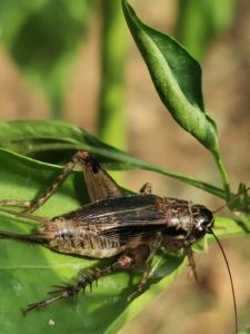 蟋蟀中药：性味属性解析，主要功效与作用及经典方剂举例插图1