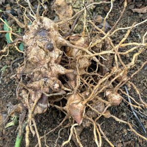 百合科光叶菝葜草药介绍​插图1