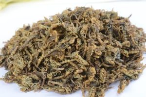 全蝎中药属性与功效作用：从性味到临床应用，附经典方剂插图1