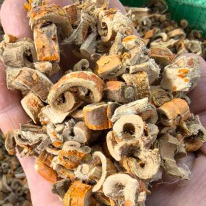 槐树根皮：深度探究属性，凉血止血等功效及方剂推荐?