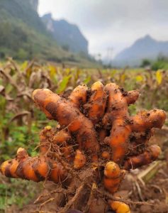姜科姜黄草药介绍​