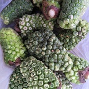 天南星科天南星等草药介绍​插图2