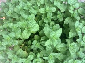 薄荷中药属性详解：辛凉解表功效、清利头目作用及经典配伍方剂插图