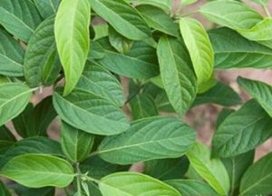 大青叶中药：清热解毒功效解析，性味属性特征及对症治疗方剂插图1