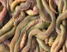 沙蚕中药属性指南：生物特征、功效作用及主治病症说明插图