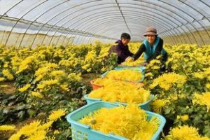 亳菊花：亳州菊花香，清肝明目强，裕亨中药说亳菊花的独特之处？