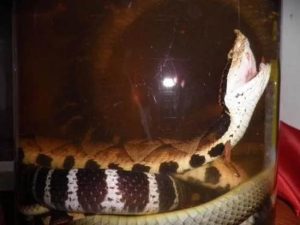 蝮蛇中药解析：毒性属性、药用功效与主治病症全指南插图2