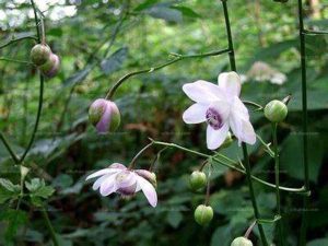 毛茛科大三叶升麻等草药介绍：功效与用法全解析插图2