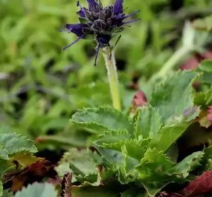 玄参科胡黄连草药介绍​插图2