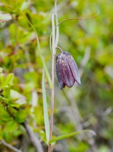 百合科川贝母等草药介绍​插图3