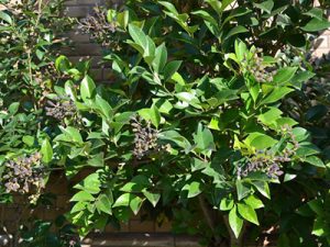 女贞子：常见中药的属性、功效与作用及方剂推荐插图