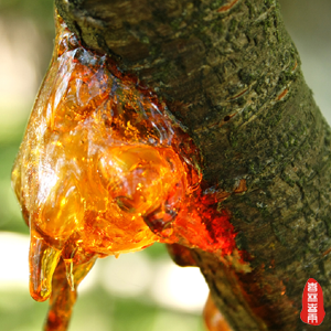 松香中药的属性、功效与作用及方剂搭配揭秘？插图2