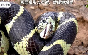 银环蛇中药百科：毒性属性、药用功效与主治病症解析插图