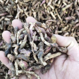 款冬花：寒冬绽芳华，止咳平喘有它，裕亨中药带你认识神奇款冬花？插图