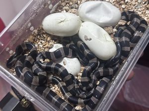 金环蛇中药解析：毒性属性、功能特点及主治病症介绍插图