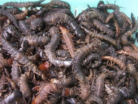 星虫中药解析：生态属性、药用功能与主治病症全介绍插图1