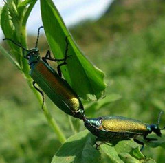 青娘子中药：毒性属性说明，功效作用解析及安全方剂推荐